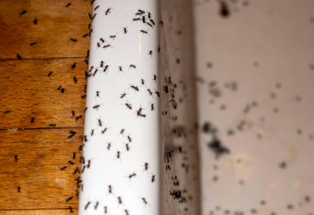 Best Flea Control Services  in Barbourmeade, KY